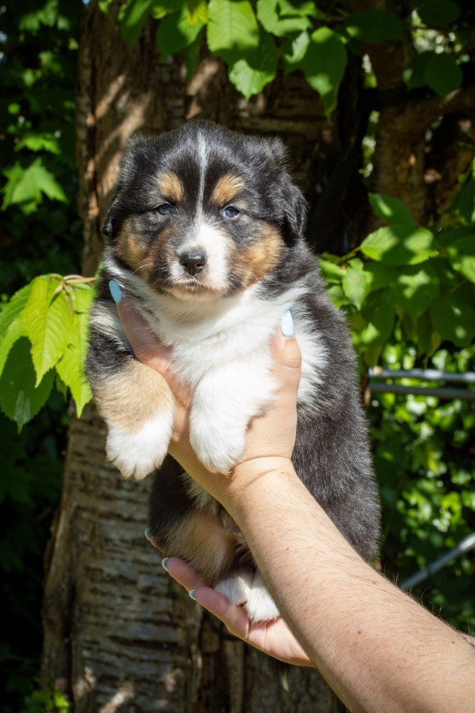 Du Chemin Aux Mille Couleurs - Chiots disponibles - Berger Australien