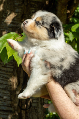 Ayko